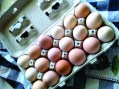 Eggs med 18 ct